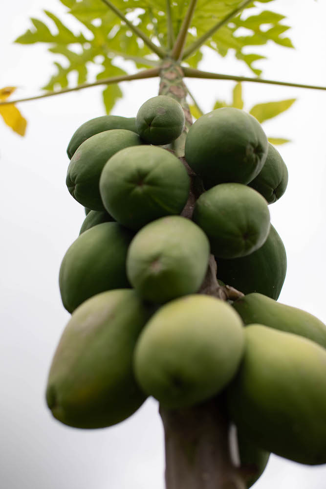 Hawaiian Papayas