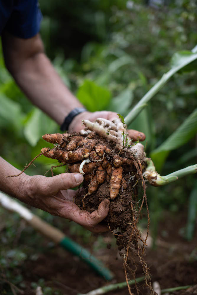 Hawaiian Olena Turmeric