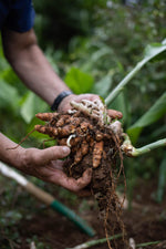 Hawaiian Olena Turmeric